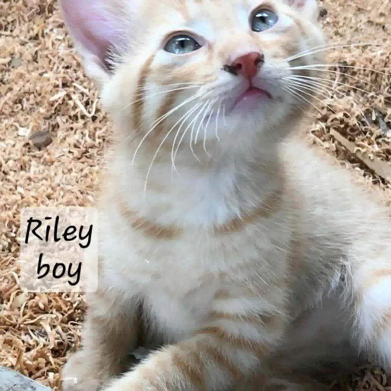 A baby small-sized male Orange / Red Domestic Short Hair cat named Riley for adoption in Wadena, MN