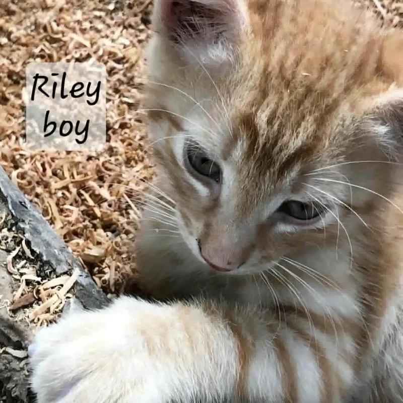 Riley thumbnail 2