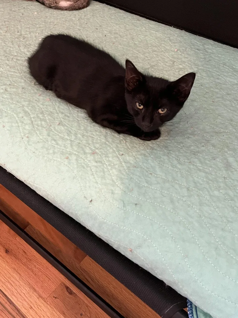 A young small-sized female Black Domestic Short Hair cat named Jingle Bell for adoption in Aurora, CO