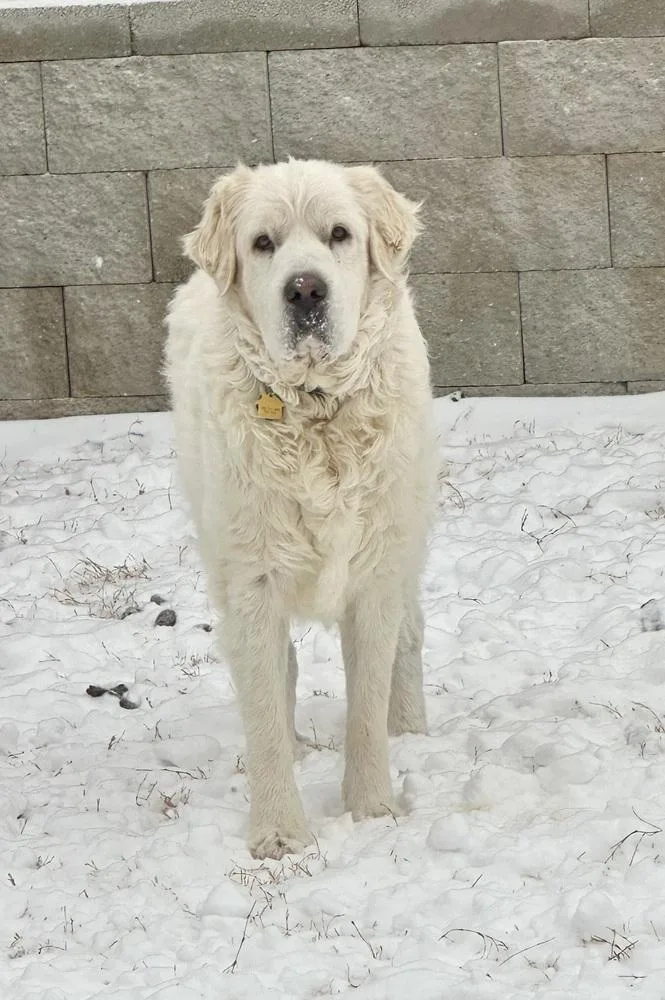 Bluebell thumbnail 2