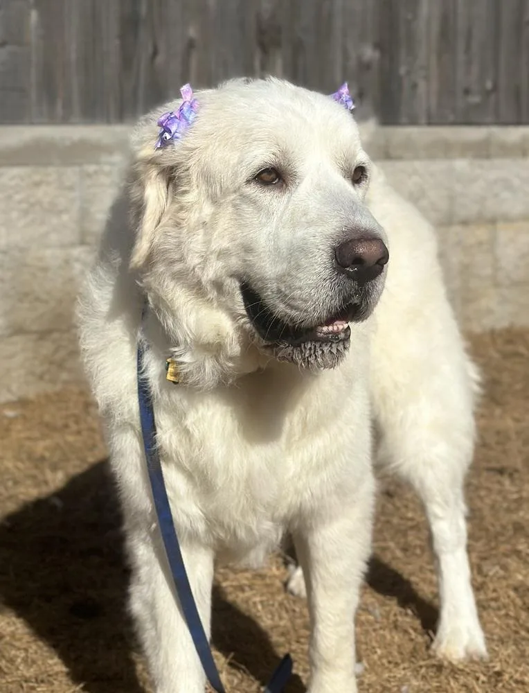 Bluebell thumbnail 3