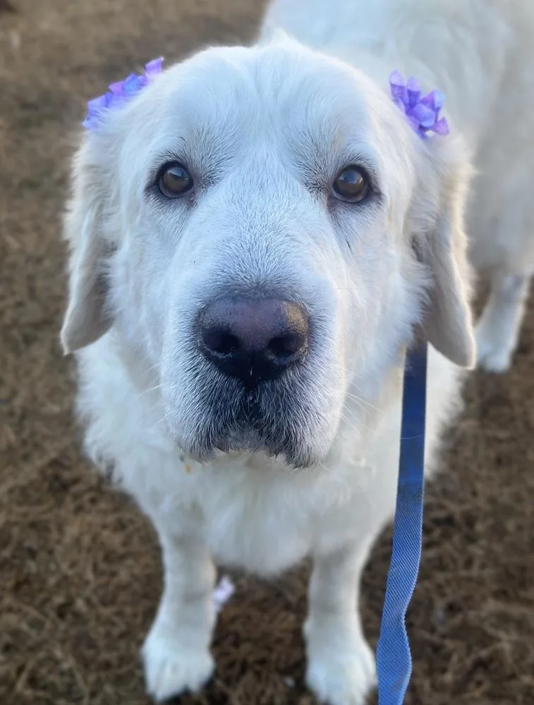 Bluebell thumbnail 4