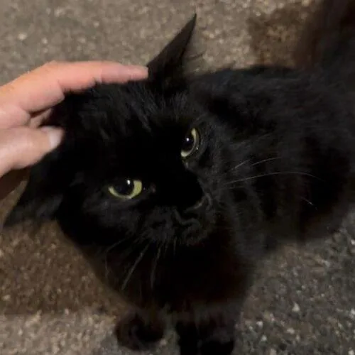 A baby small-sized female Black Domestic Short Hair cat named Midnight for adoption in Tampa, FL