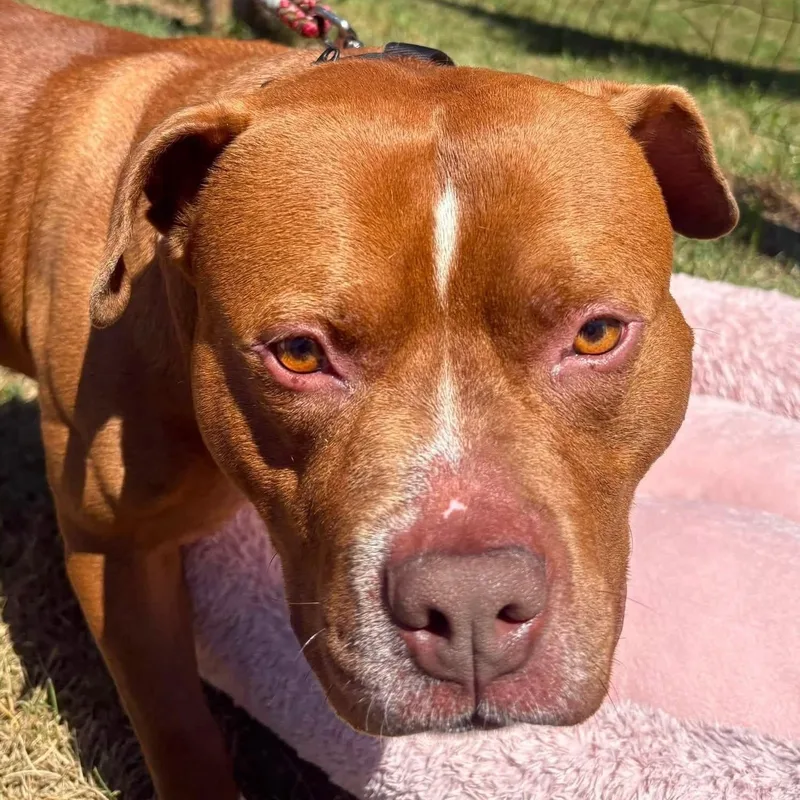 An adult large-sized male Red / Chestnut / Orange Pit Bull Terrier dog named Max for adoption in Manahawkin, NJ