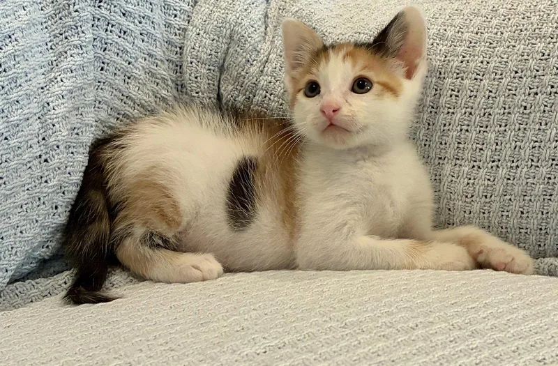 A baby small-sized female Domestic Short Hair cat named Brooklyn for adoption in Lexington, SC