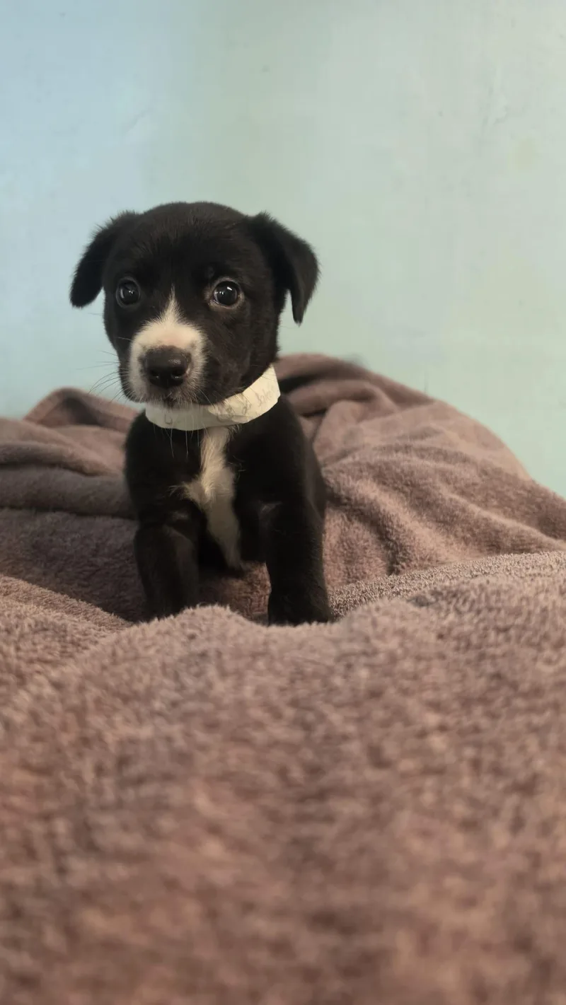 A baby medium-sized male Mixed Breed dog named Spike for adoption in Orlando, FL