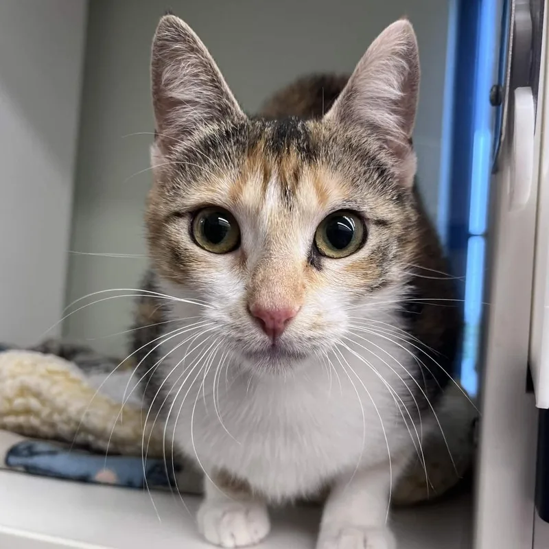 A young medium-sized female Calico Domestic Short Hair cat named Janie for adoption in Beaumont, TX