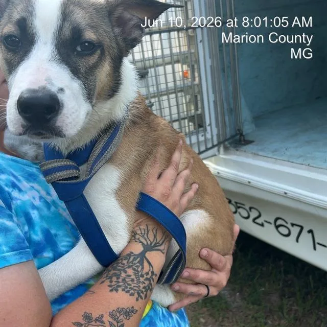 A baby large-sized male German Shepherd Dog dog named A for adoption in Ocala, FL
