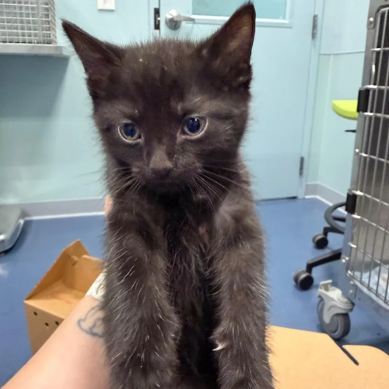 A baby small-sized female Black Domestic Short Hair cat named Wizzles for adoption in Greensboro, NC