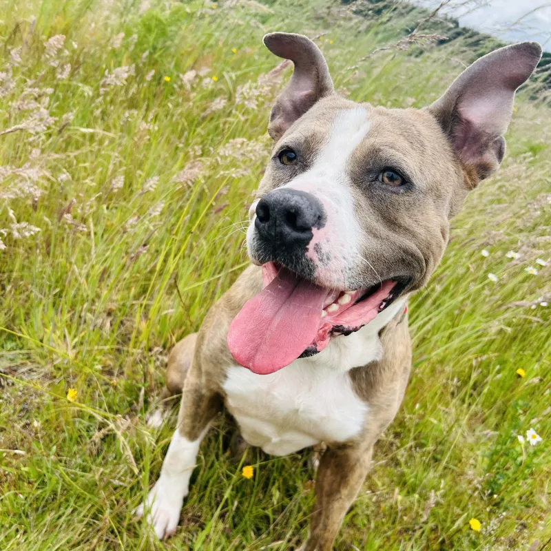 An adult large-sized male American Staffordshire Terrier dog named Zazu for adoption in Olympia, WA