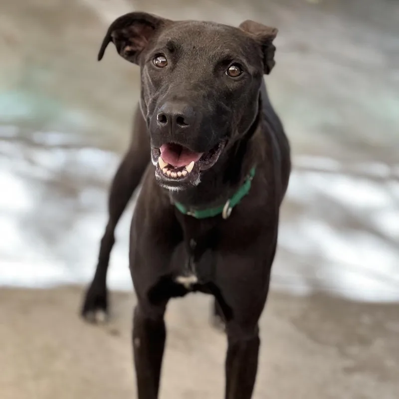 An adult medium-sized male Black Pit Bull Terrier dog named Tucker for adoption in Durango, CO
