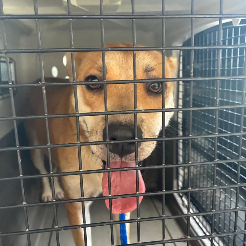 An adult medium-sized female Apricot / Beige Terrier dog named Maggie for adoption in Montgomery, AL