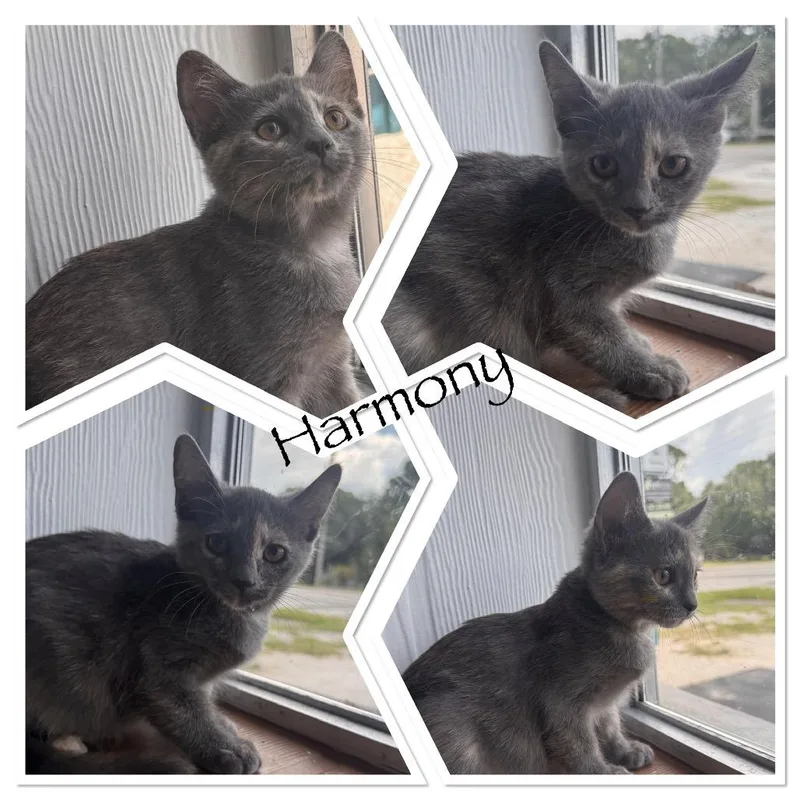 A baby small-sized female Tortoiseshell Domestic Short Hair cat named Harmony for adoption in TITUSVILLE, FL