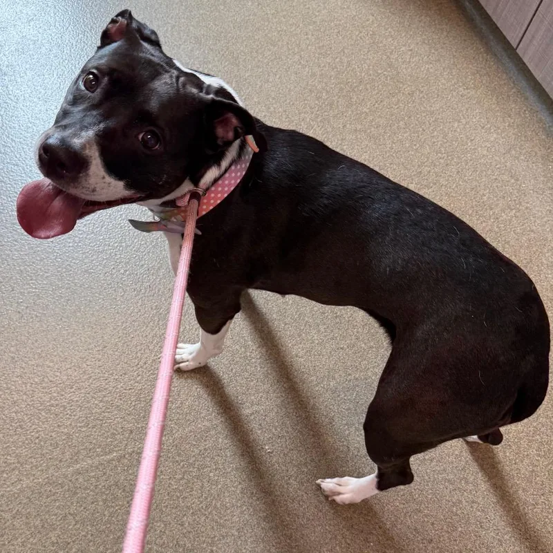 An adult medium-sized female Black Pit Bull Terrier dog named Serene for adoption in Council Bluffs, IA