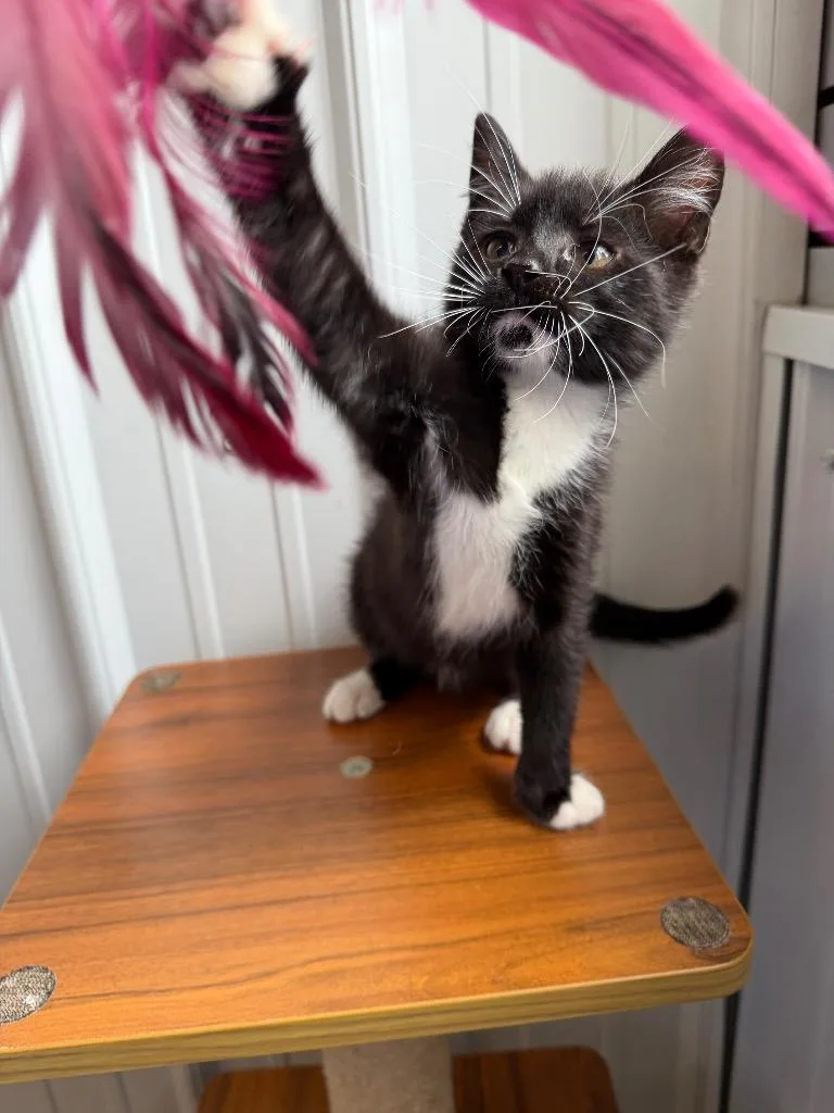 A baby small-sized male Domestic Short Hair cat named Louie for adoption in Pierceton, IN