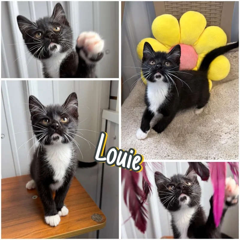 Louie thumbnail 3