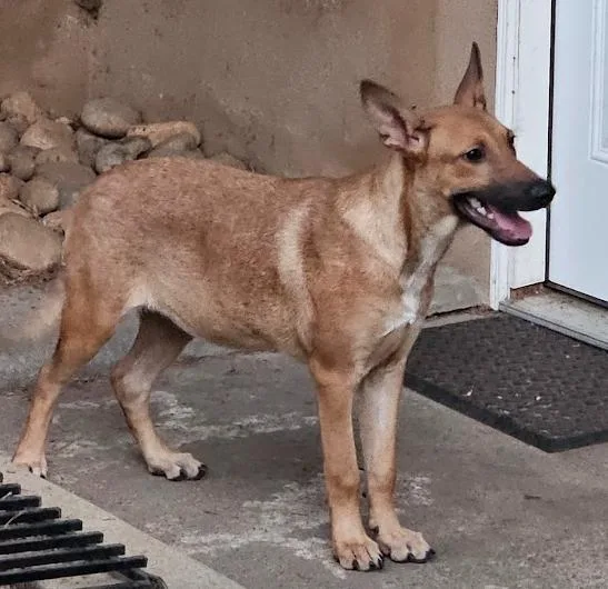 A young medium-sized female German Shepherd Dog dog named Sonny for adoption in Escondido, CA