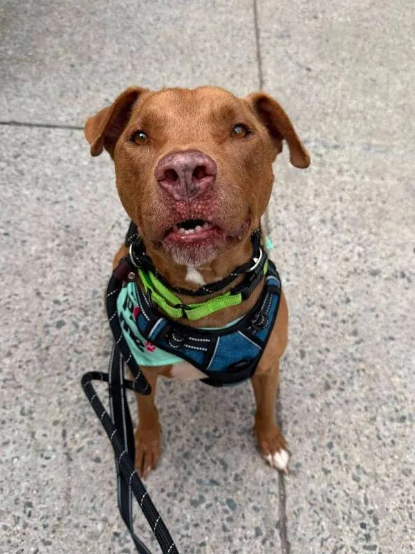 A senior medium-sized male American Staffordshire Terrier dog named Sid for adoption in Long Island City, NY