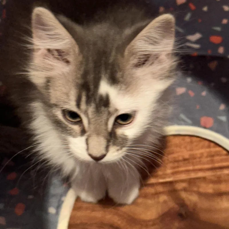 A baby medium-sized female Gray & White Domestic Long Hair cat named Ariel for adoption in Denver, CO