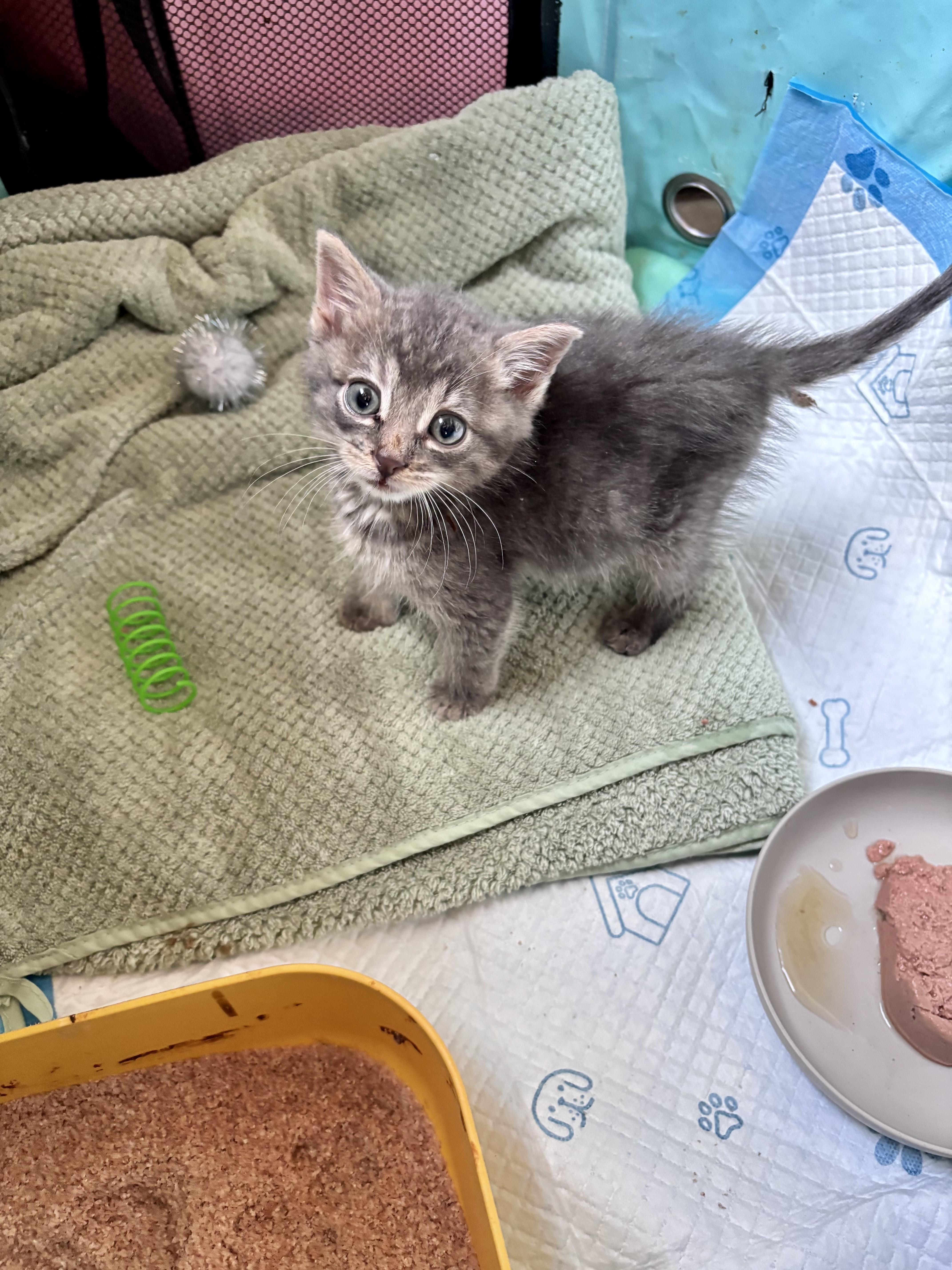 A baby small-sized male Tabby (Gray / Blue / Silver) American Shorthair cat named Pinto for adoption in Wallkill, NY