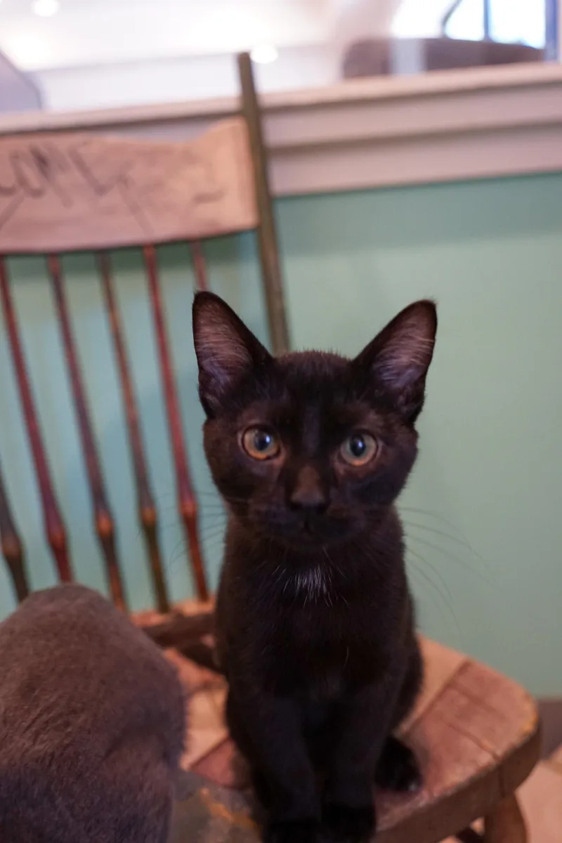 A baby medium-sized male Domestic Short Hair cat named Mapleton for adoption in Jackson, WY