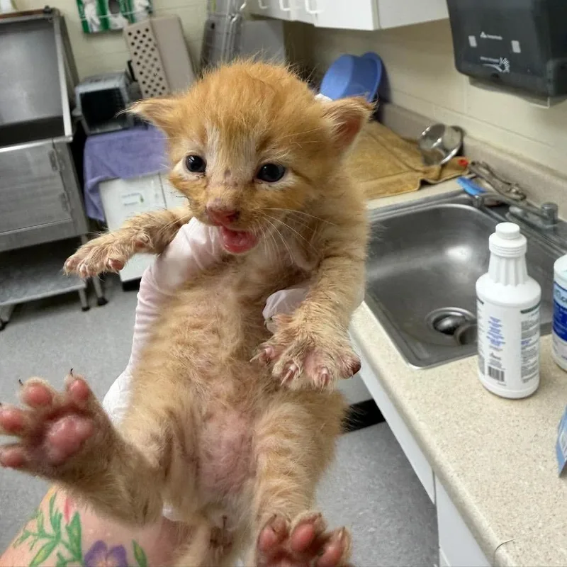 A baby small-sized male Domestic Short Hair cat named Castrol for adoption in Bastrop, TX