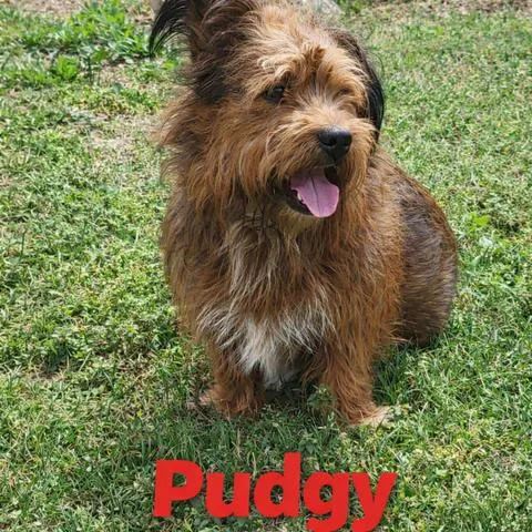 An adult medium-sized male Brown / Chocolate Mixed Breed dog named Pudgy for adoption in Matteson, IL
