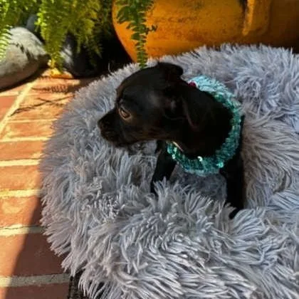 A baby small-sized female Black Chihuahua dog named Aspen for adoption in Justin, TX