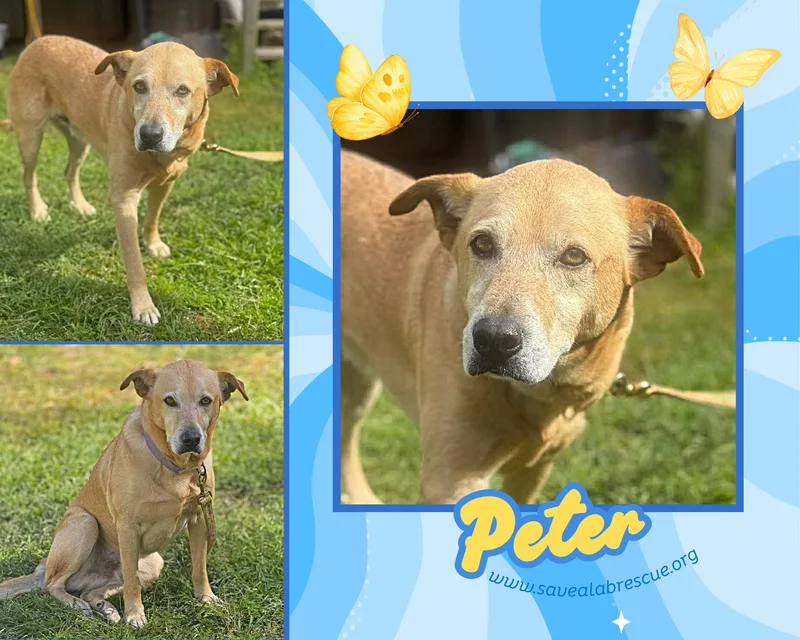 An adult medium-sized male Yellow / Tan / Blond / Fawn Labrador Retriever dog named Peter for adoption in Middletown, RI