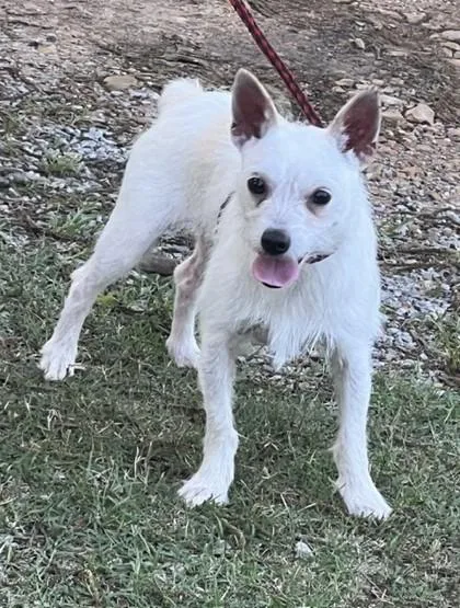 An adult small-sized male Terrier dog named Julio for adoption in Kansas City, MO