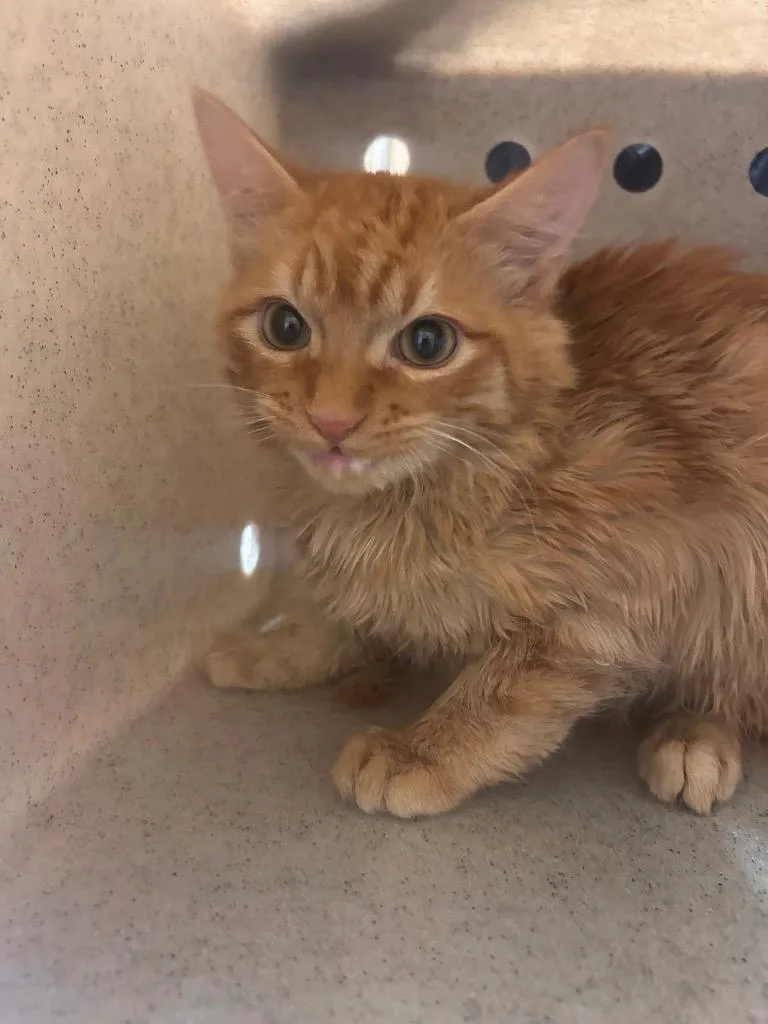 A baby small-sized male Domestic Long Hair cat named Theo for adoption in Douglasville, GA