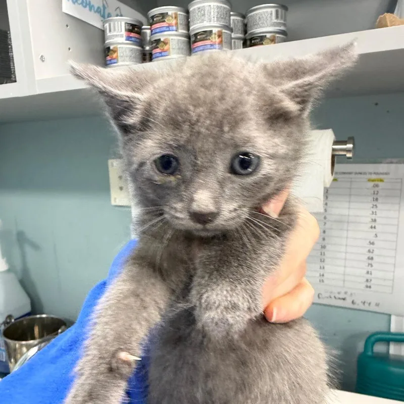 A baby small-sized male Gray / Blue / Silver Domestic Short Hair cat named Blobfish Leo for adoption in Greensboro, NC