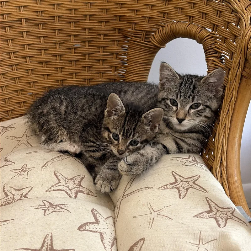 A baby medium-sized female Tabby (Brown / Chocolate) Domestic Short Hair cat named Fruit Pebble for adoption in Southold, NY
