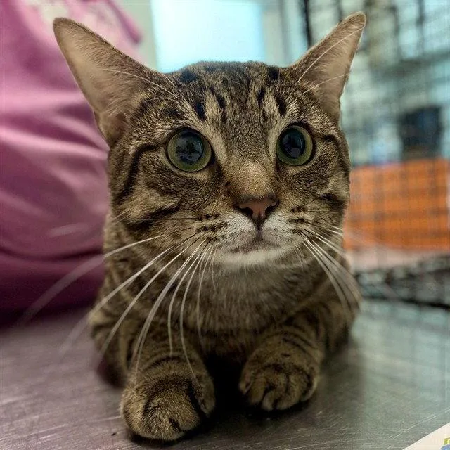 An adult large-sized male Brown / Chocolate Domestic Short Hair cat named Trooper for adoption in Tavares, FL