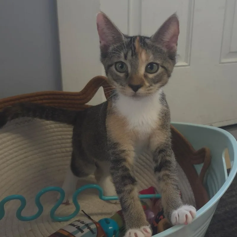A baby medium-sized female Domestic Short Hair cat named Small Pox for adoption in Warwick, RI