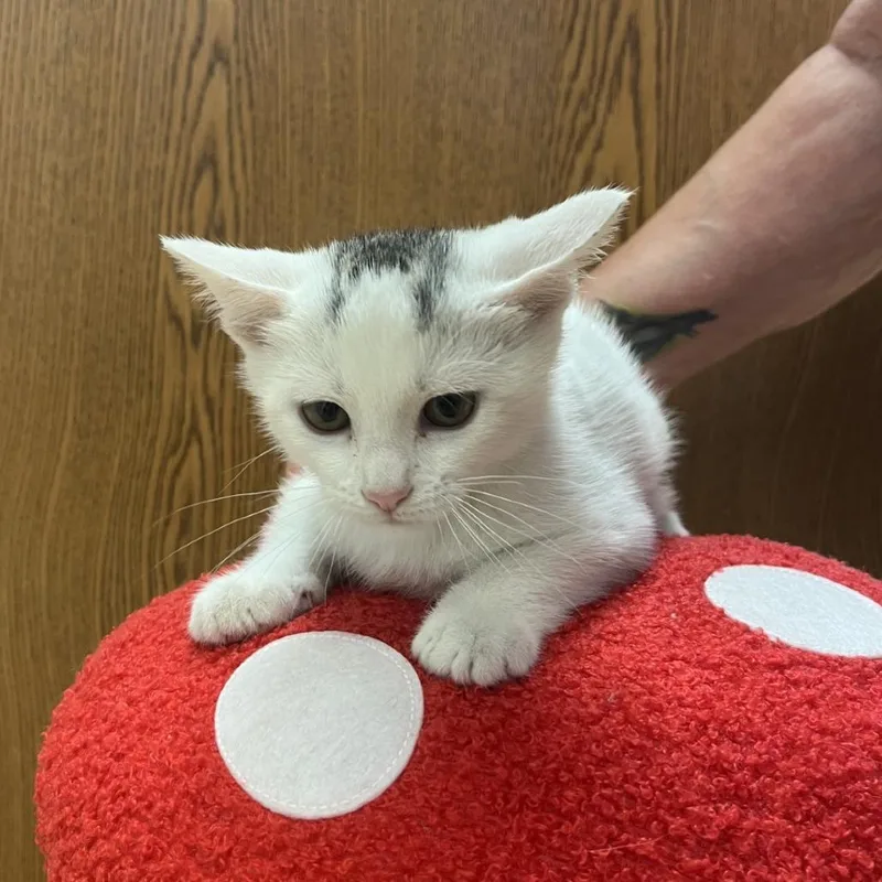 Yoshi