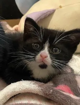 A baby medium-sized male Black & White / Tuxedo Tuxedo cat named Jasper for adoption in Indianapolis, IN
