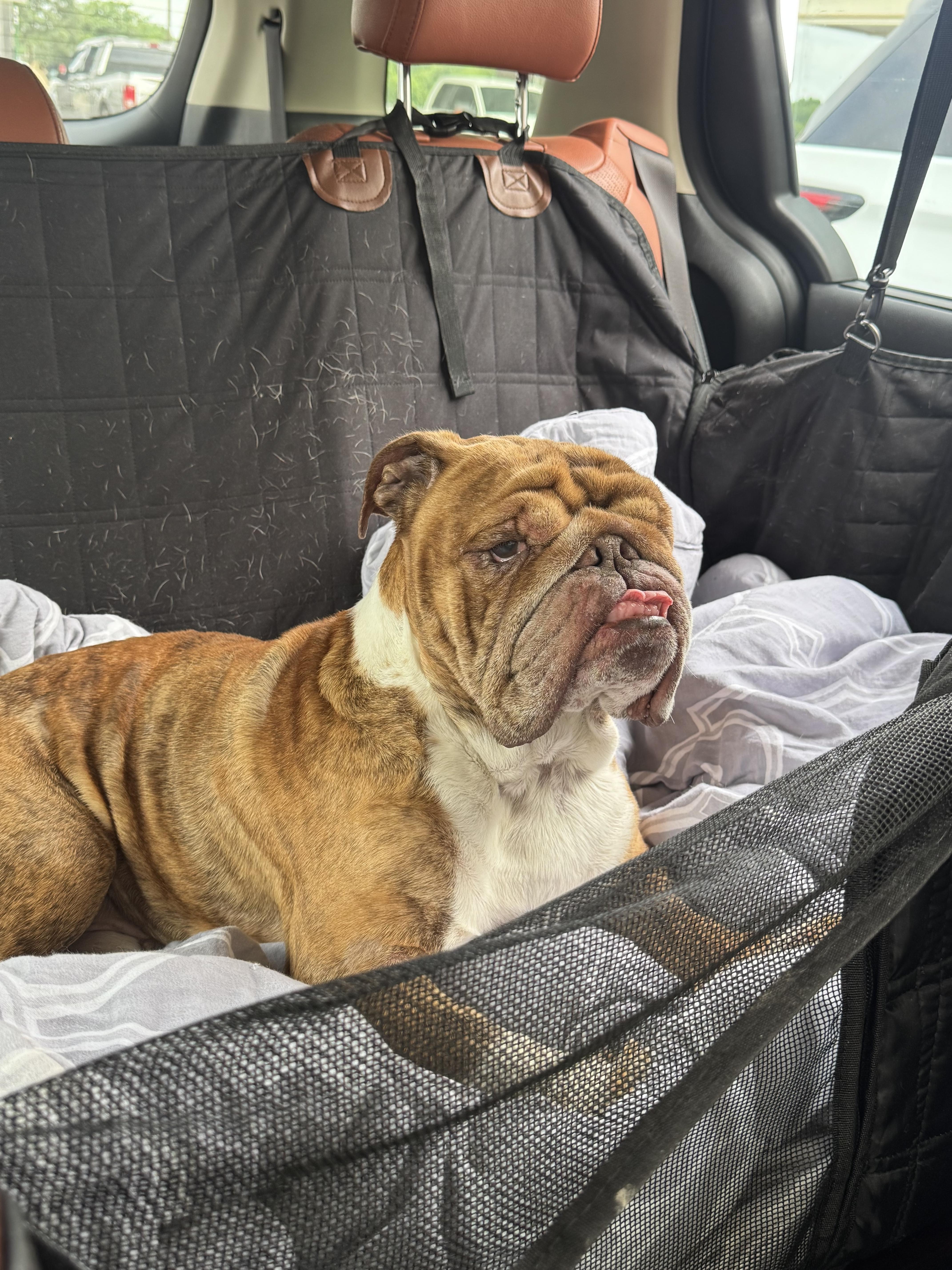 An adult large-sized male English Bulldog dog named Prince Adam Dumpling for adoption in Van Vleck, TX