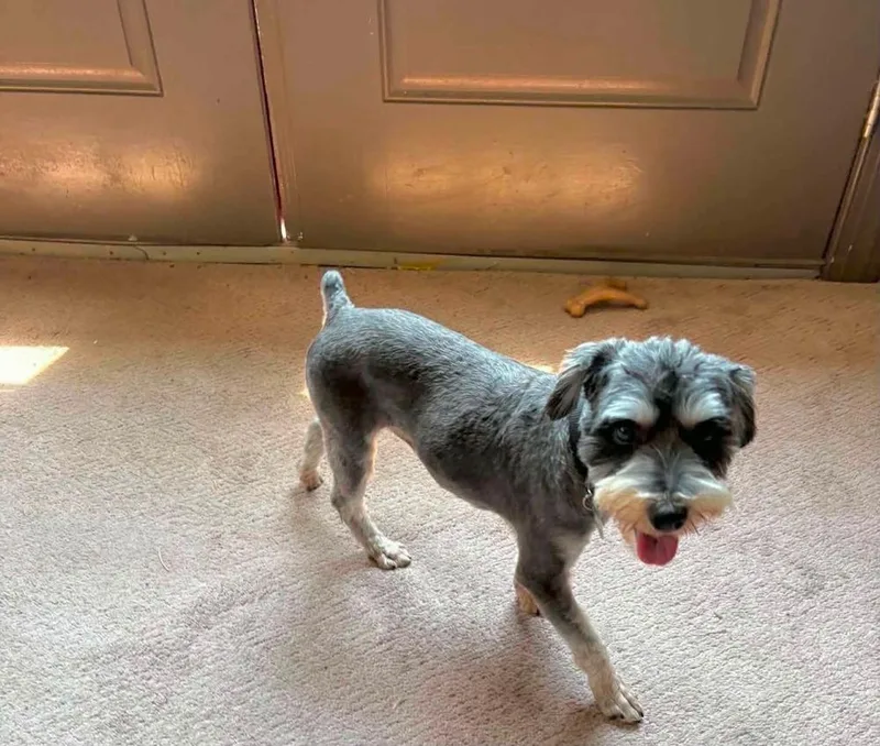 An adult small-sized male Schnauzer dog named Ozzy for adoption in East Greenville, PA