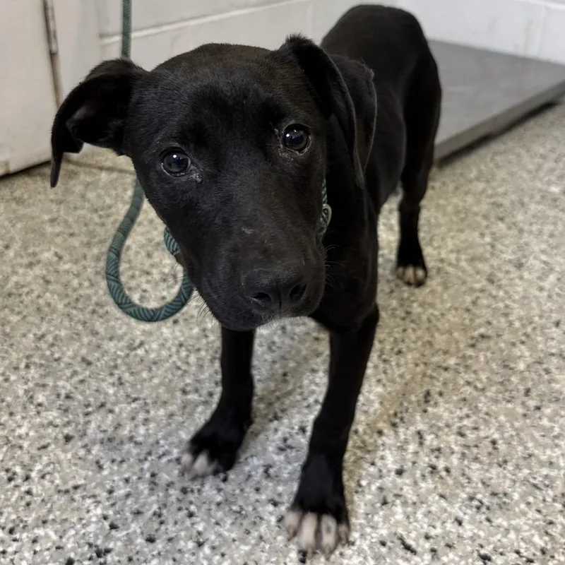 A young small-sized female Black American Staffordshire Terrier dog named Ruby Slippers for adoption in Hattiesburg, MS
