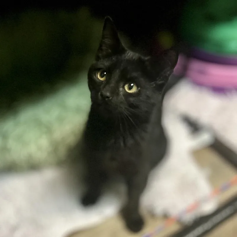 A baby small-sized male Black Domestic Short Hair cat named Snoop for adoption in Philadelphia, PA