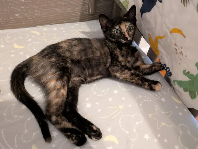 A young medium-sized female Domestic Short Hair cat named Starr M for adoption in Trenton, NJ