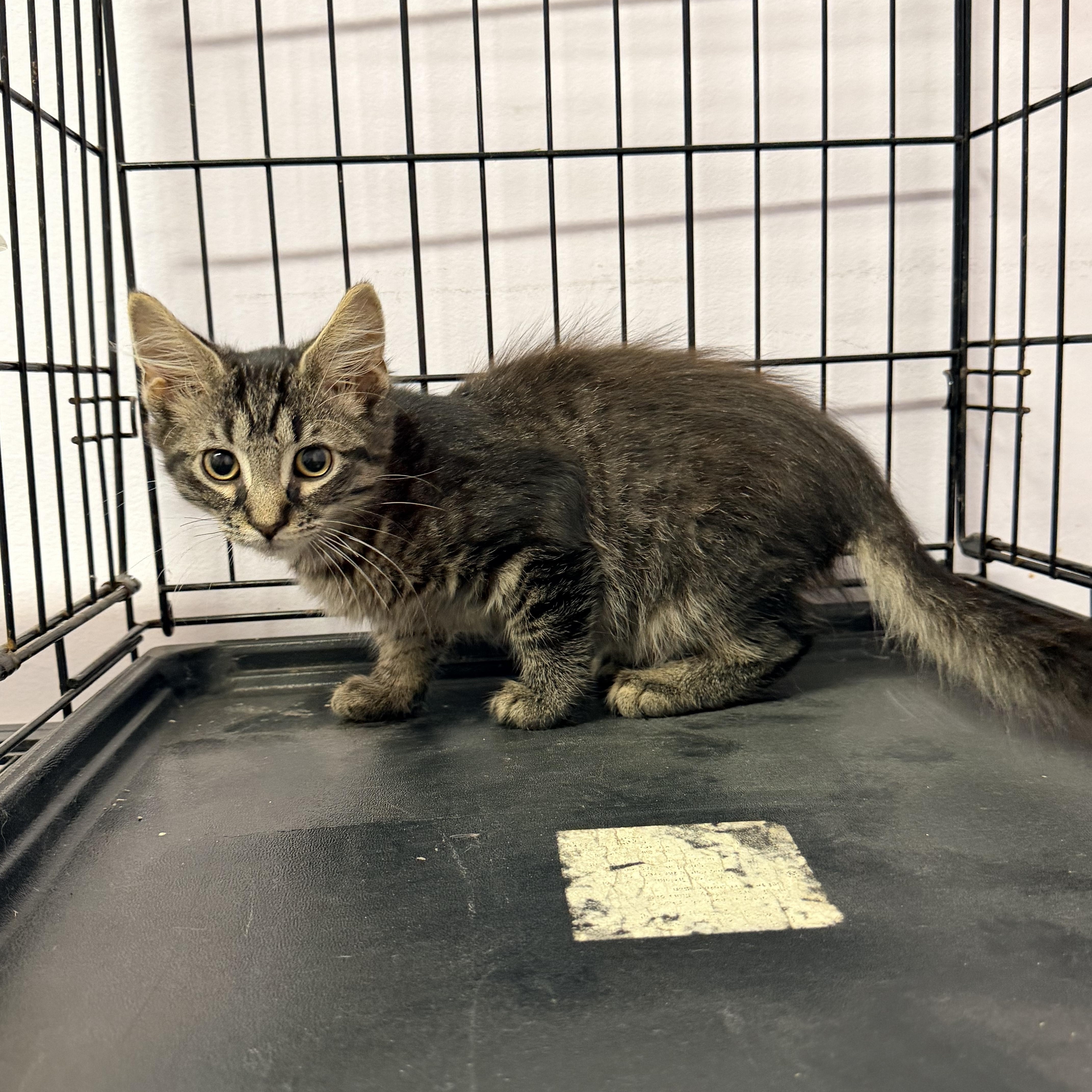 A baby medium-sized male Domestic Medium Hair cat named Lennox for adoption in Logan, OH