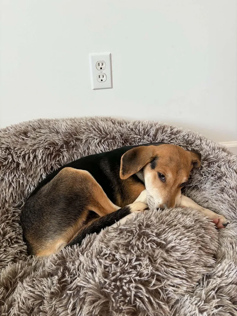 A baby medium-sized male Tricolor (Brown, Black, & White) Hound dog named Flash for adoption in Richmond, VA