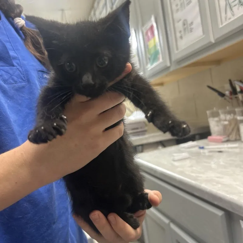 A baby small-sized female Black Domestic Short Hair cat named Sarah for adoption in Lewisburg, WV