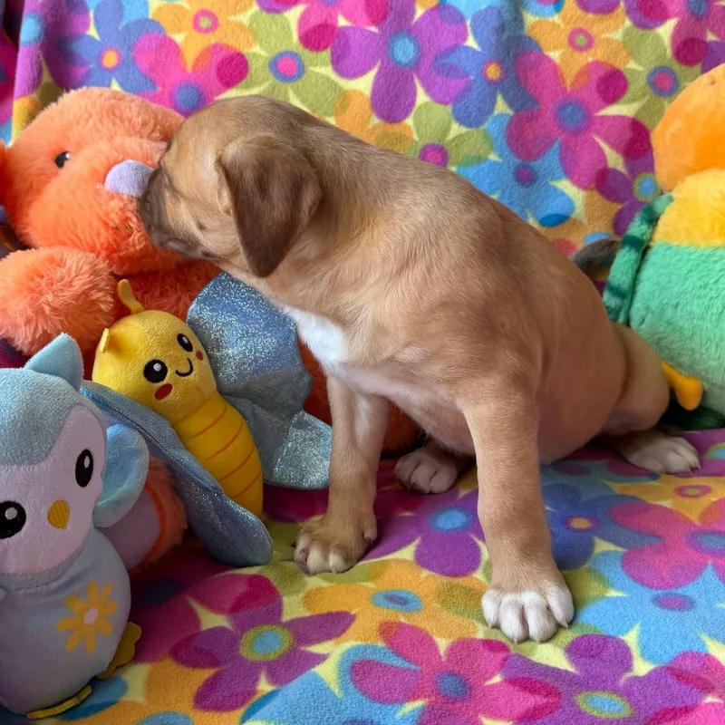 A baby medium-sized female Labrador Retriever dog named Alyson for adoption in Normal, IL