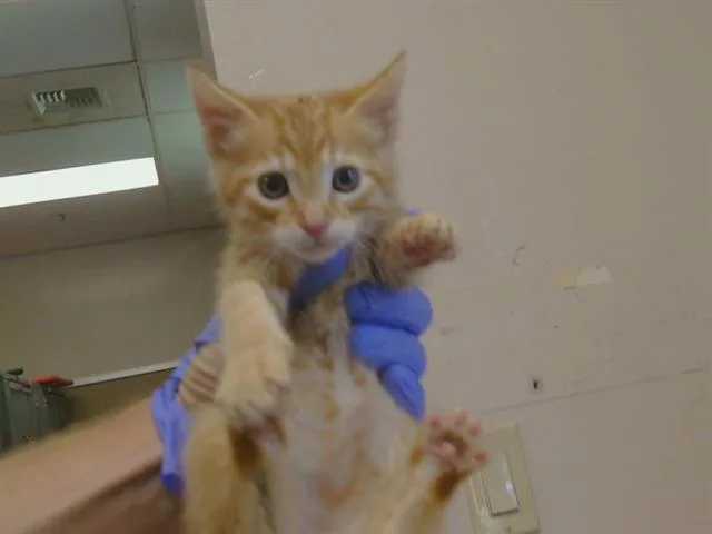 A baby small-sized male Domestic Short Hair cat named Bagheera for adoption in Sacramento, CA