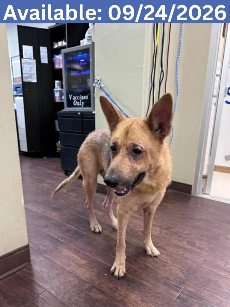 A senior large-sized male German Shepherd Dog dog named Dog Kennel Edward for adoption in Greenville, TX