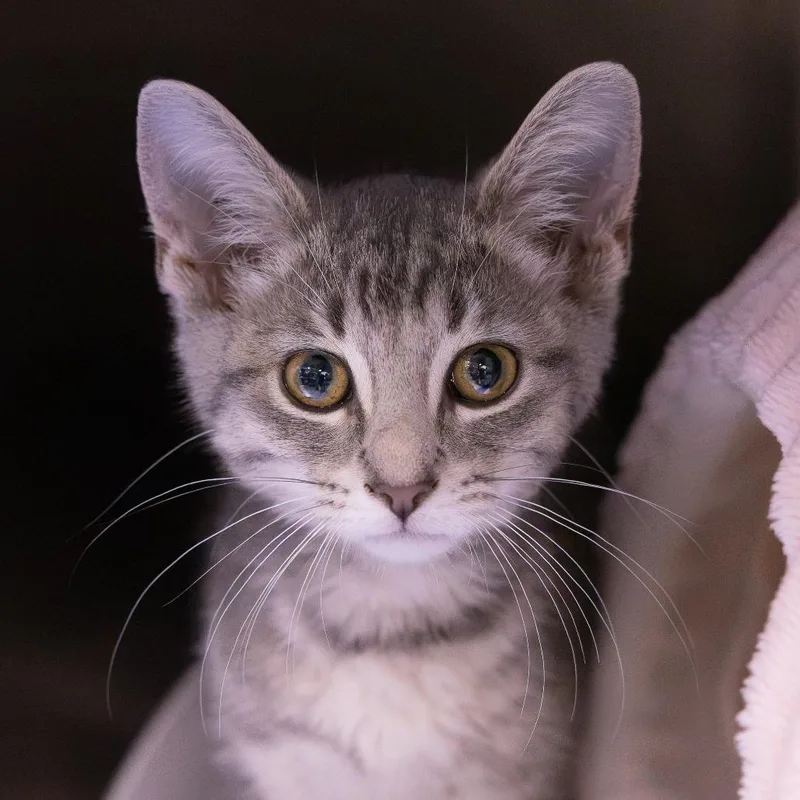 A baby small-sized female Gray / Blue / Silver Domestic Short Hair cat named Avocado for adoption in Mentor, OH