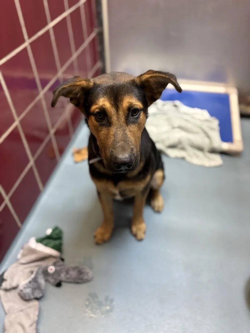 A young medium-sized male German Shepherd Dog dog named Ace for adoption in Houston, TX